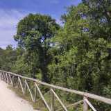 ...e il verde dei maestosi fragni, alberi che in Italia si trovano solo in Puglia e Basilicata